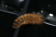 image of animal