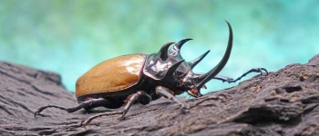image of beetle #36