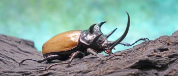 image of animal