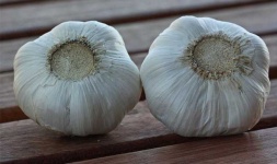 image of garlic #2