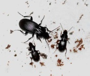 image of ground_beetle