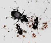 image of ground_beetle #26