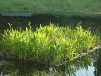 image of wetland