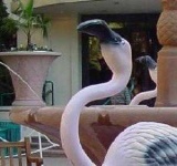 image of animal