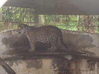 image of jaguar