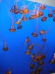 image of jellyfish