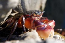 image of rock_crab