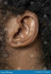 image of ear
