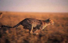 image of jaguar_car