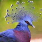 image of victoria_crowned_pigeon #12