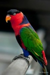 image of lory