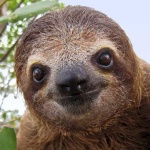 image of sloth