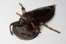 image of tick