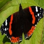image of animal