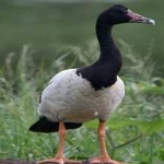 image of bird