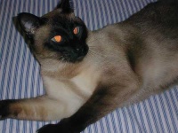 image of siamese_cat #5