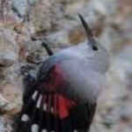 image of bird