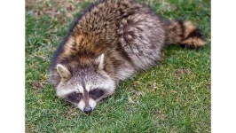 image of animal