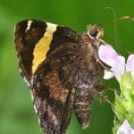 image of banded_butterfly #195