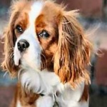 image of animal