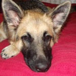 image of animal