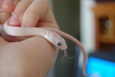 image of thunder_snake