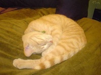 image of tiger_cat