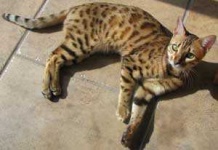 image of animal