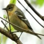 image of bird