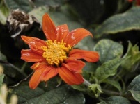 image of flower