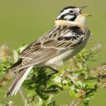 image of smiths_longspur #0