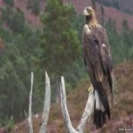 image of bird