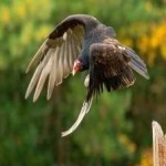 image of bird