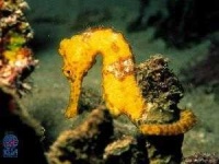 image of sea_horse