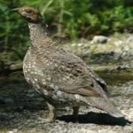 image of bird