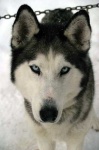 image of eskimo_dog #21