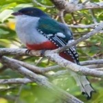 image of cuban_trogon #34