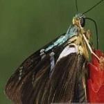 image of animal