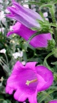 image of flower