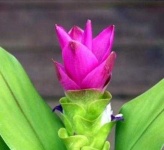 image of flower