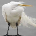 image of bird