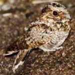 image of bird