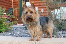 image of australian_terrier #5