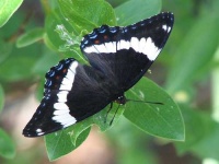 image of admiral
