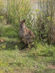 image of wallaby