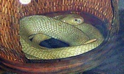 image of indian_cobra