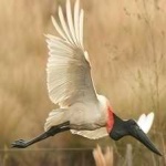 image of bird