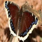 image of animal