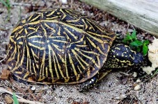 image of box_turtle