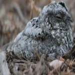 image of bird